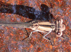 Variable Dancer